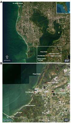 The response of Tampa Bay to a legacy mining nutrient release in the year following the event